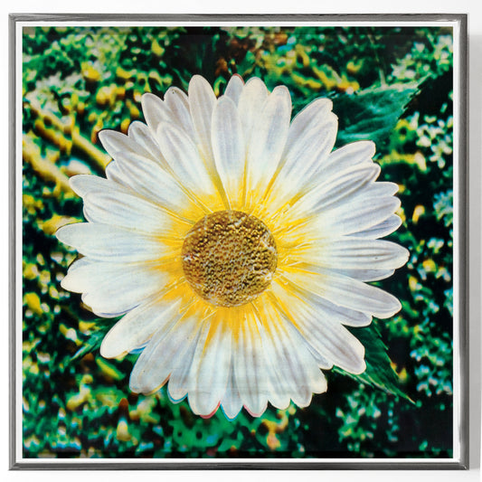 Andy Warhol Authenticated Daisy, 1970 Lenticular Print Framed