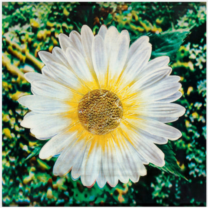 Andy Warhol Daisy 1970-71 Authenticated 3-D Lenticular Print