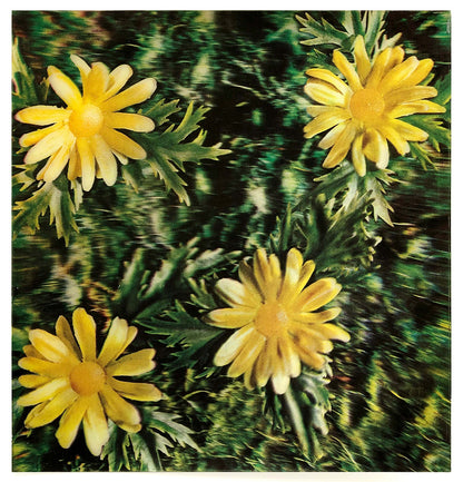 Andy Warhol Rain and Flowers, 1970 Color 3-D Lenticular Print, the full sheet 